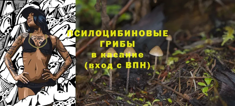 Псилоцибиновые грибы MAGIC MUSHROOMS  Петровск-Забайкальский 